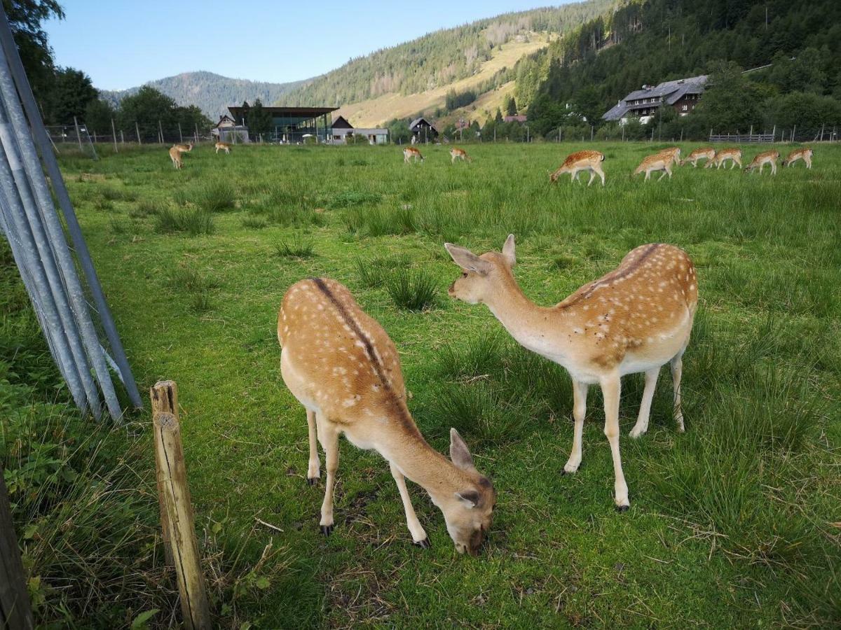 Fewo C4 für bis zu 5 Personen Menzenschwand-Hinterdorf Exterior foto